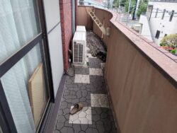 防水工事・株式会社APEX・埼玉県・所沢市・防滑シート